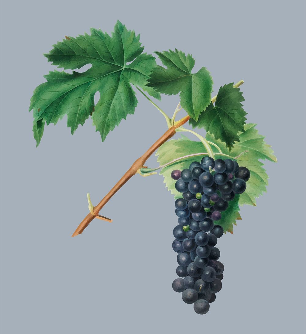 Black Aleatico grape from Pomona Italiana (1817 - 1839) by Giorgio Gallesio (1772-1839). Original from New York public…