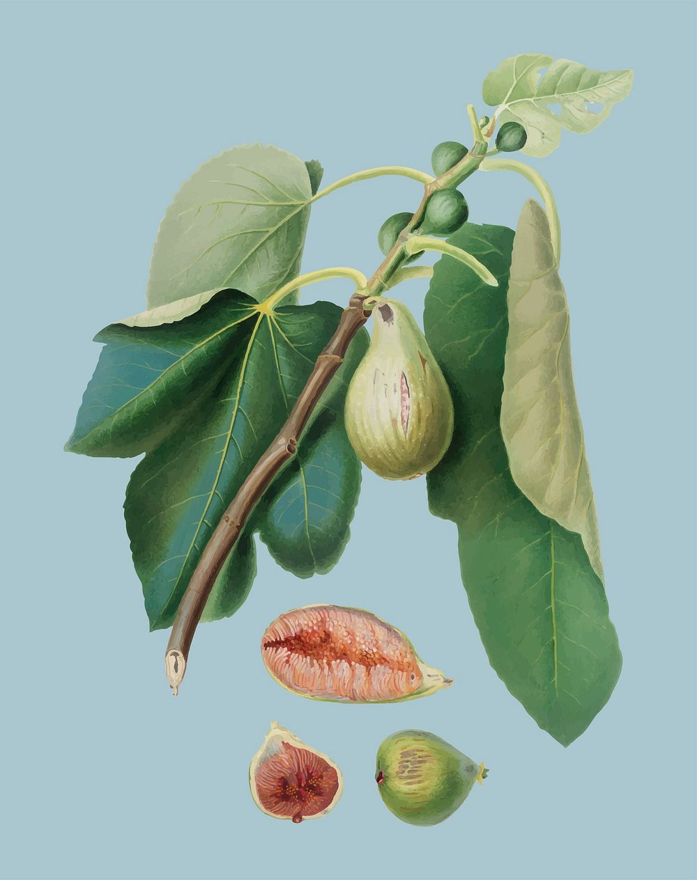 Monaco Fig from Pomona Italiana (1817-1839) by Giorgio Gallesio (1772-1839). Original from New York public library.…