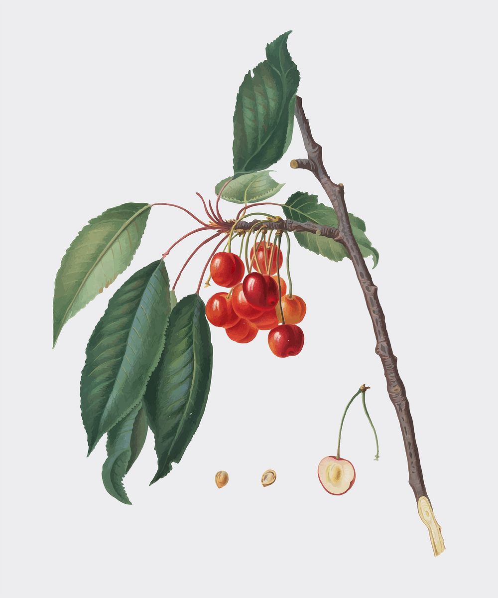Cherry from Pomona Italiana illustration