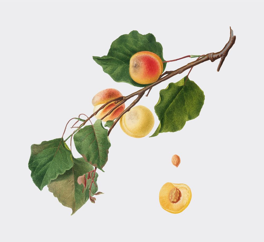 Apricot from Pomona Italiana (1817-1839) by Giorgio Gallesio (1772-1839). Original from New York public library. Digitally…