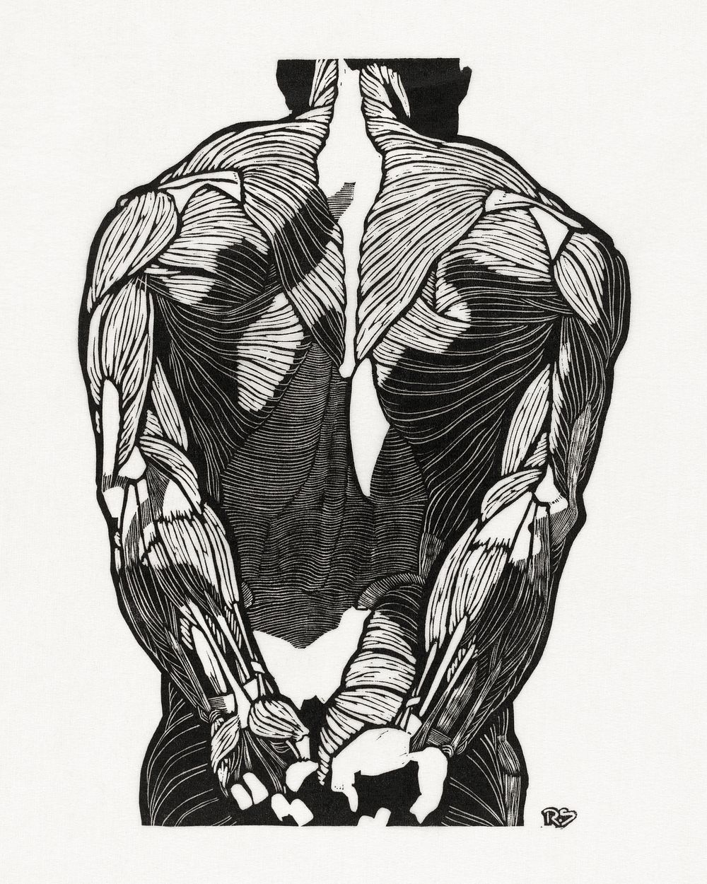 Anatomical study of a man's back muscles (1906&ndash;1945) print in high resolution by Reijer Stolk. Original from the…