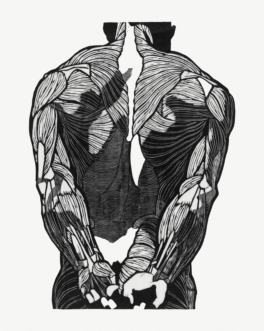 Man&rsquo;s back muscles psd human anatomy print, remixed from artworks by Reijer Stol