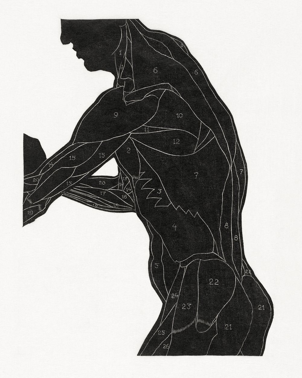 Anatomical study of a man's lateral and arm muscles in silhouette (1906&ndash;1945) print in high resolution by Reijer…