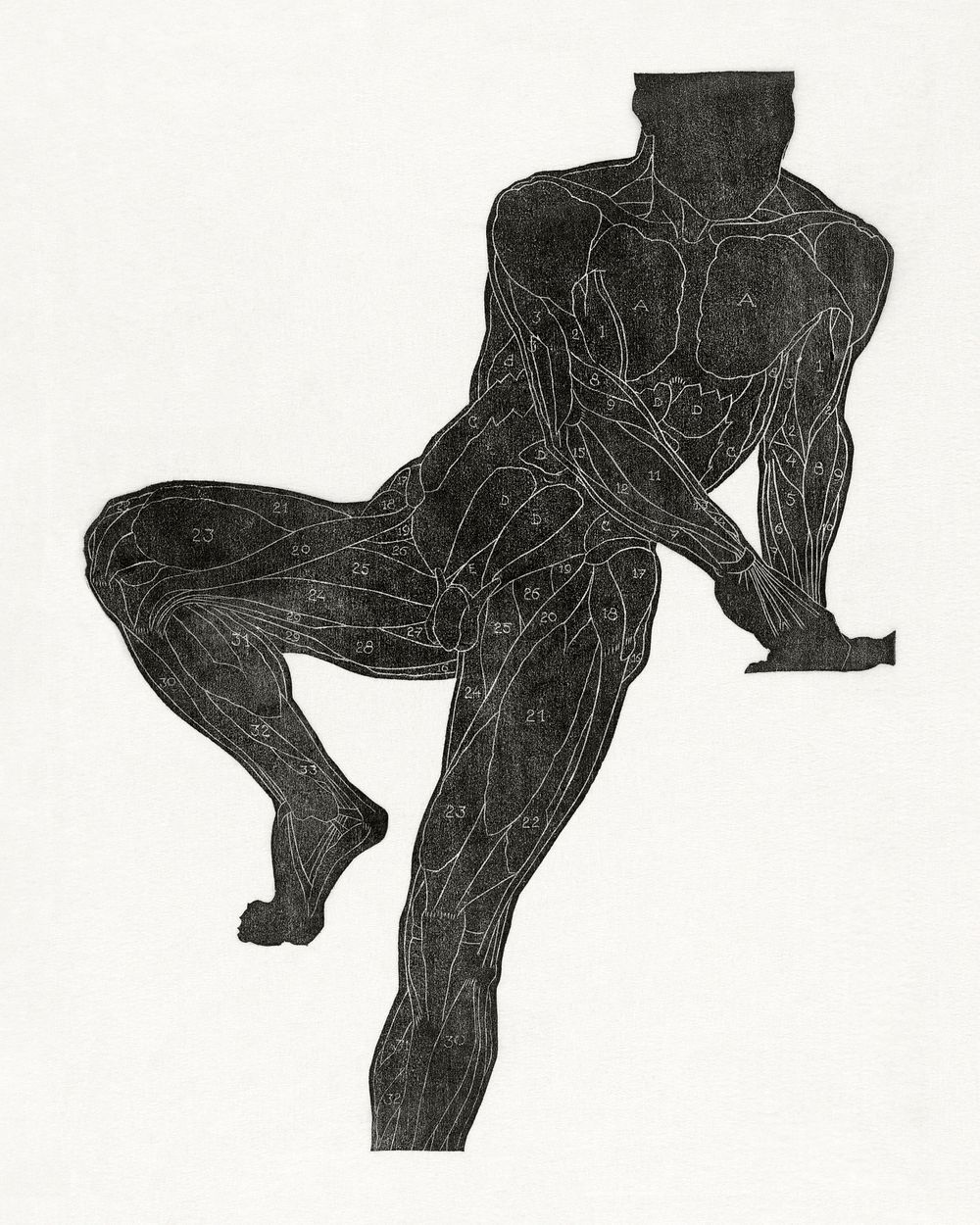 Anatomical study of a man's chest, stomach, and leg muscles in silhouette (1906&ndash;1945) print in high resolution by…