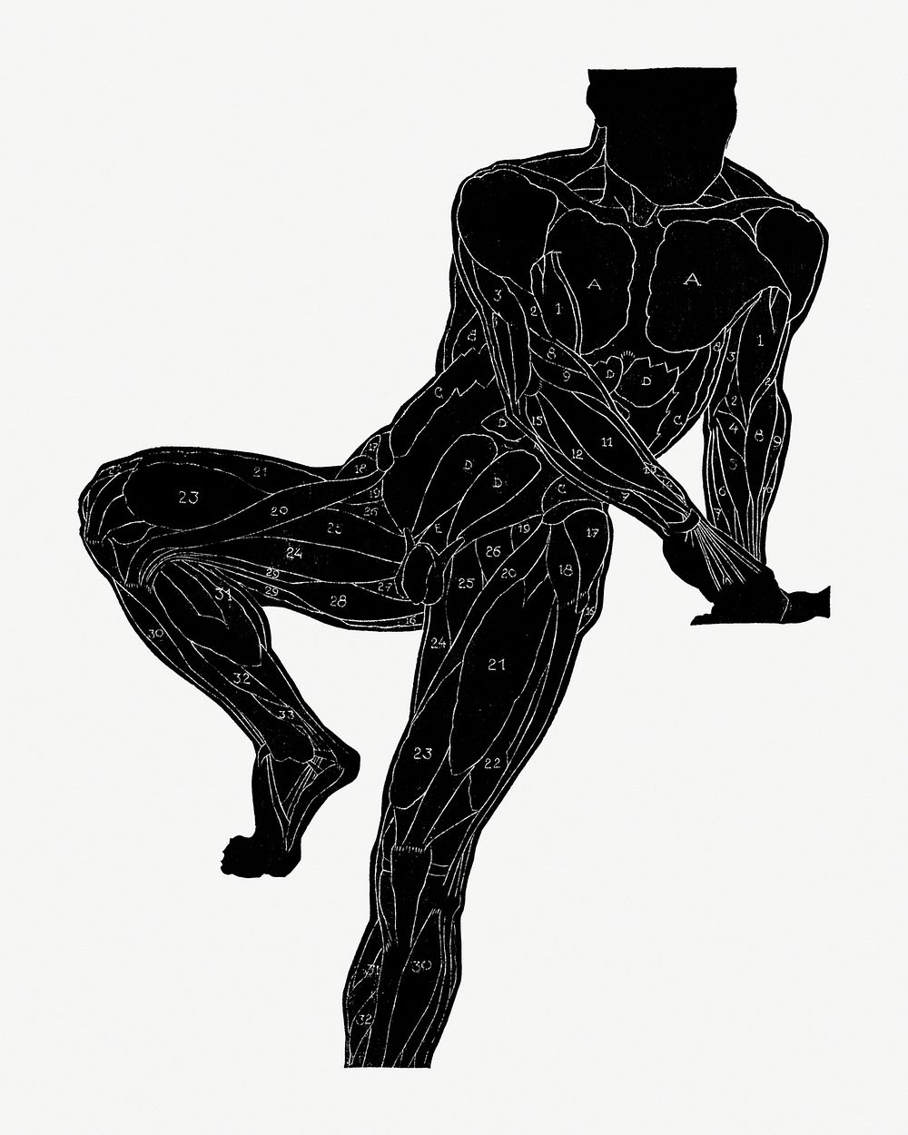Human anatomy psd in silhouette print, remixed from artworks by Reijer Stolk