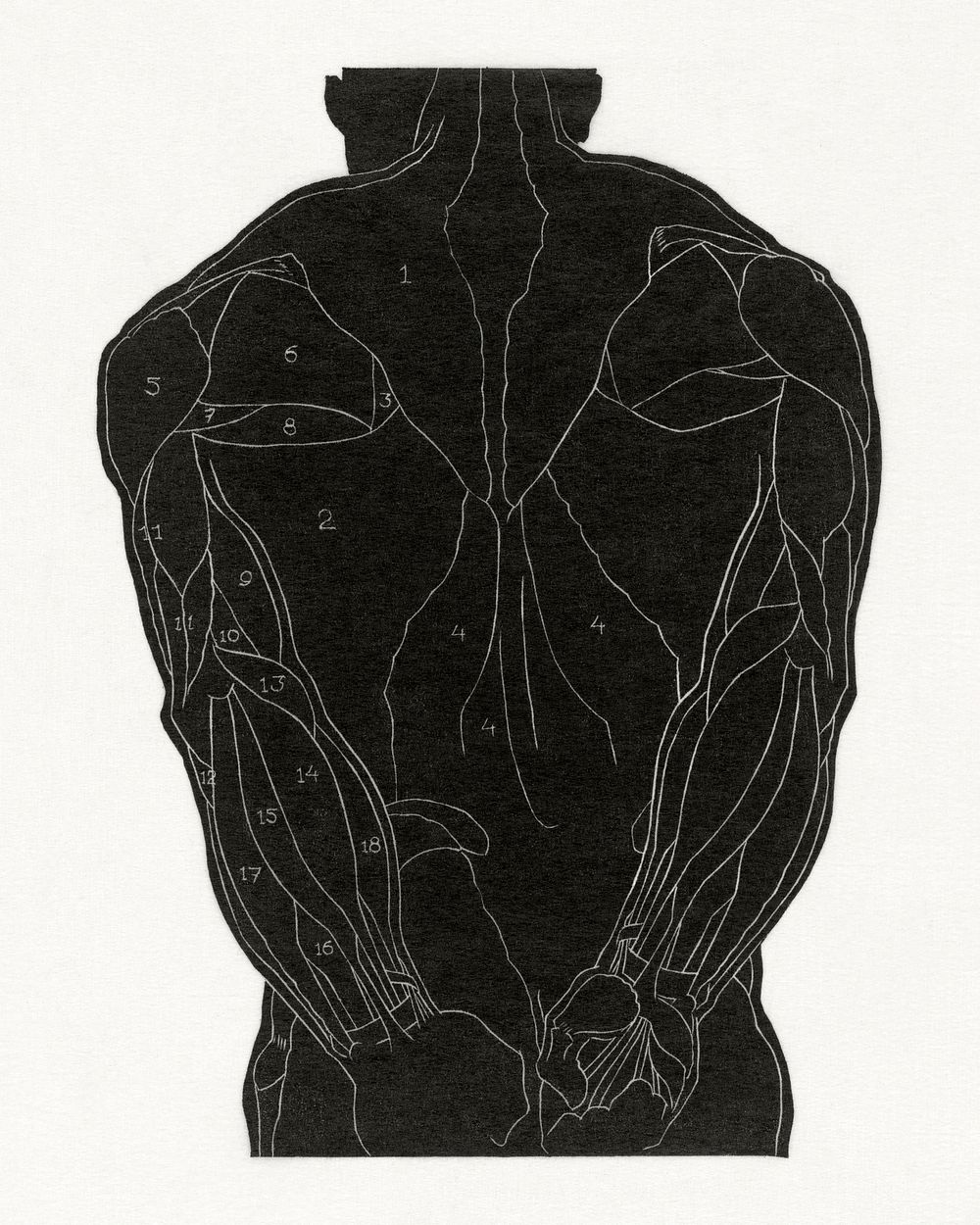 Anatomical study of a man's back muscles in silhouette (1906&ndash;1945) print in high resolution by Reijer Stolk. Original…