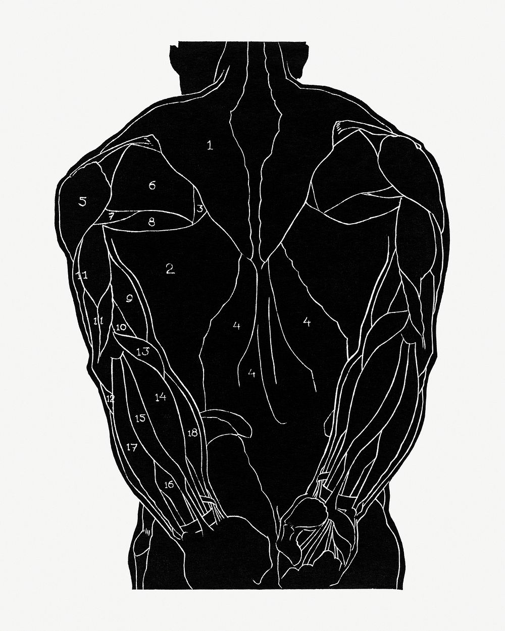 Man&rsquo;s back muscles psd human anatomy, remixed from artworks by Reijer Stolk