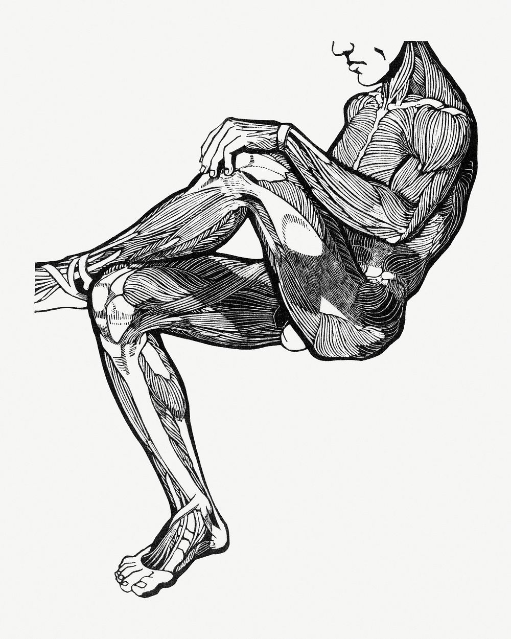 Human anatomy psd with leg and arm muscles print, remixed from artworks by Reijer Stolk