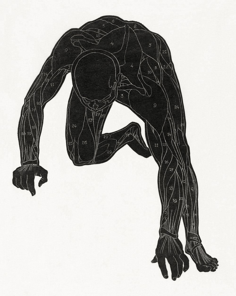 Anatomical study of a man's neck, arm and leg muscles in silhouette (1906&ndash;1945) print in high resolution by Reijer…