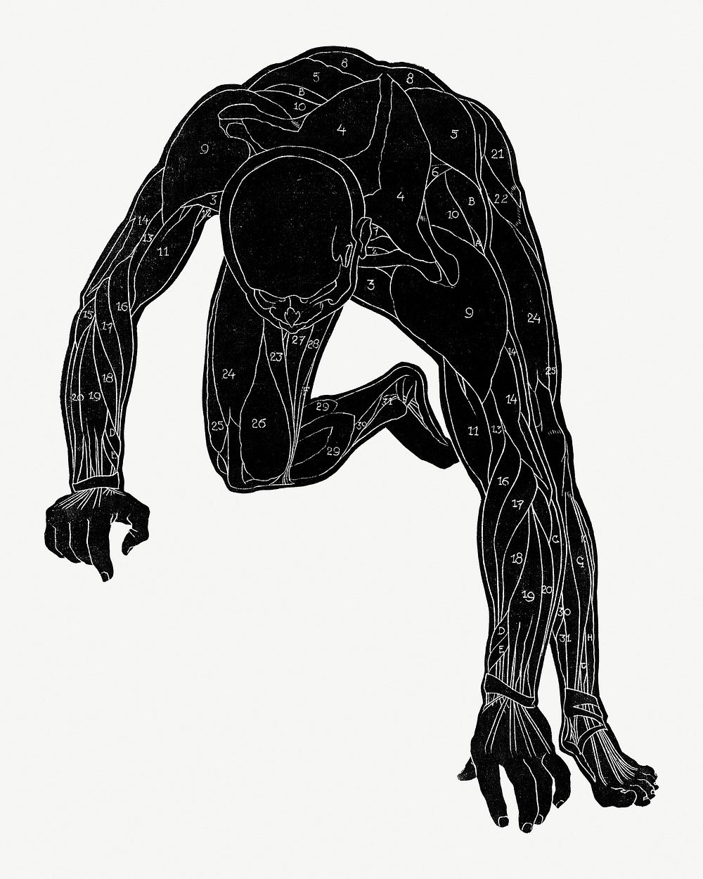 Human anatomy psd in silhouette print, remixed from artworks by Reijer Stolk