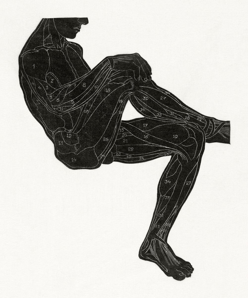 Anatomical study of a man's leg and arm muscles in silhouette (1906&ndash;1945) print in high resolution by Reijer Stolk.…