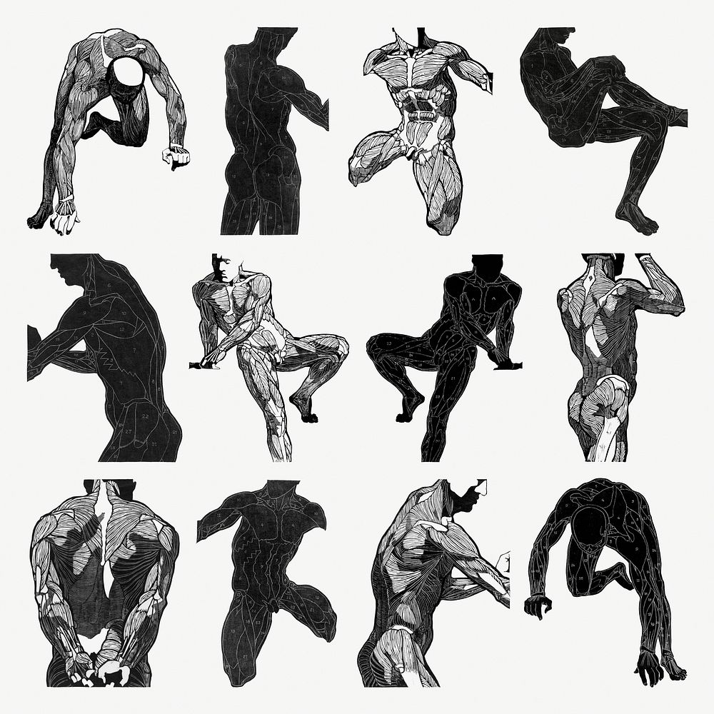 Human anatomy psd in silhouette set, remixed from artworks by Reijer Stolk