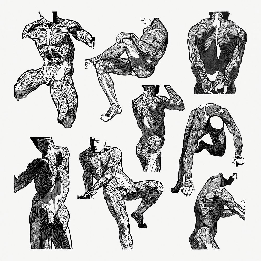 Man's muscles psd human anatomy set, remixed from artworks by Reijer Stolk
