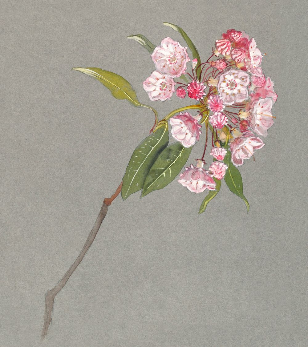 A Bough of Mountain Laurel with Leaves and Blossoms (ca. 1880) by Samuel Colman. Original from The Smithsonian Institution.…