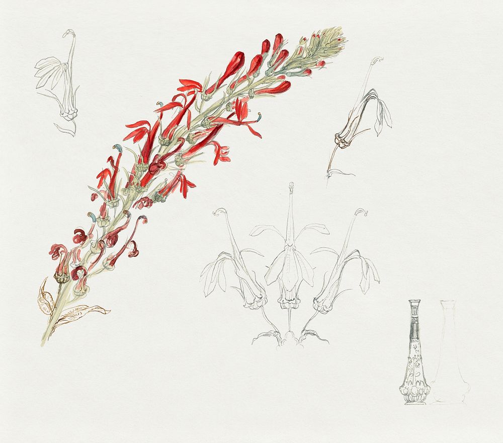 Cardinal Flower (ca. 1880) by Samuel Colman. Original from The Smithsonian Institution. Digitally enhanced by rawpixel.