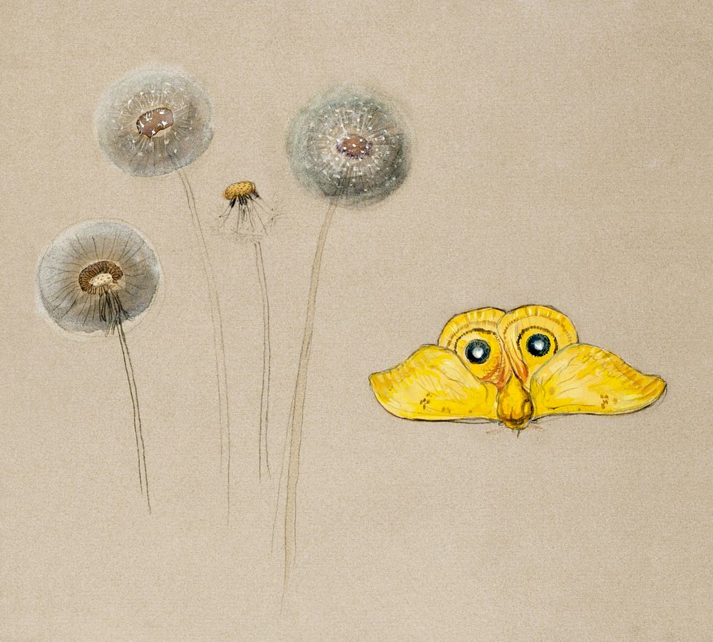 Study of White Daisy, Chamomile Stem with Two Petals, and a Chamomile Petal (1875&ndash;1890) by Samuel Colman. Original…
