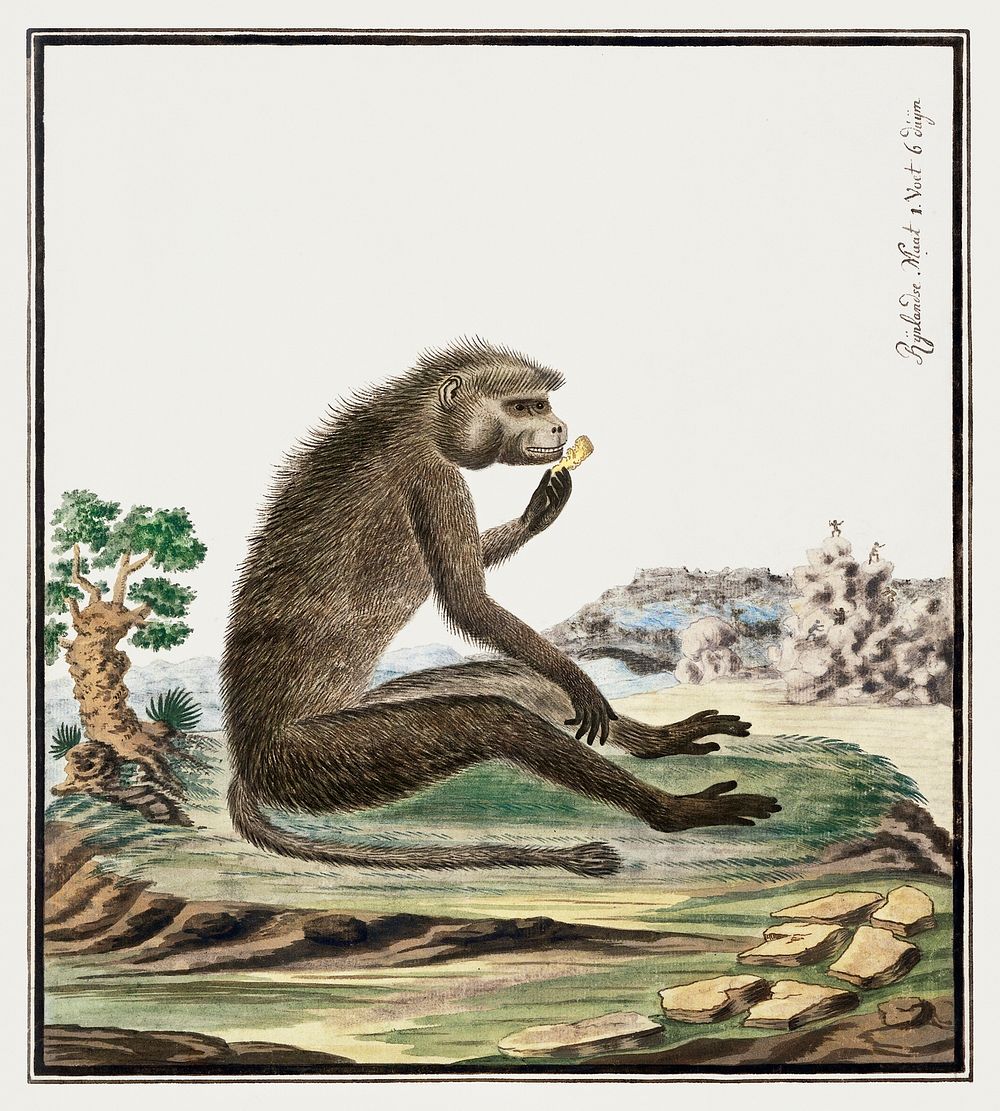 Papio ursinus: Chacma Baboon (1773&ndash;1786) painting in high resolution by Robert Jacob Gordon. Original from the…