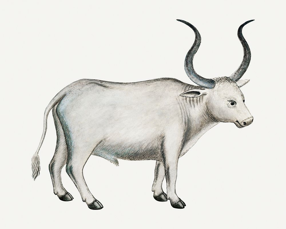 Cape ox illustration classic watercolor drawing, remixed from the artworks from Robert Jacob Gordon