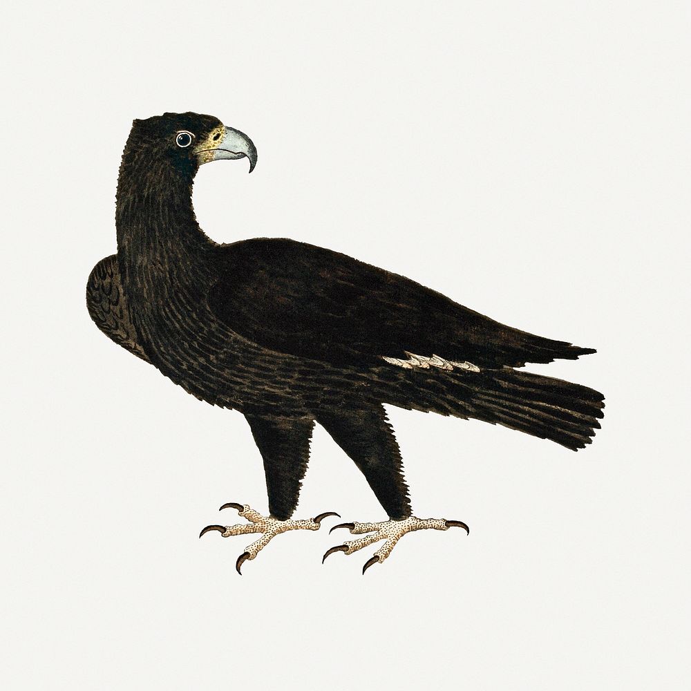 Verreaux's eagle illustration classic watercolor drawing, remixed from the artworks from Robert Jacob Gordon