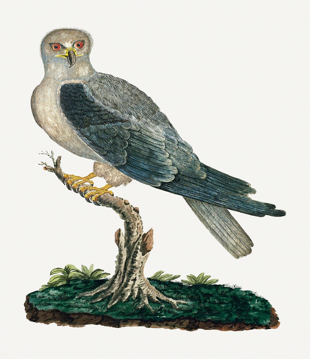 Black-winged kite illustration classic watercolor drawing, remixed from the artworks from Robert Jacob Gordon