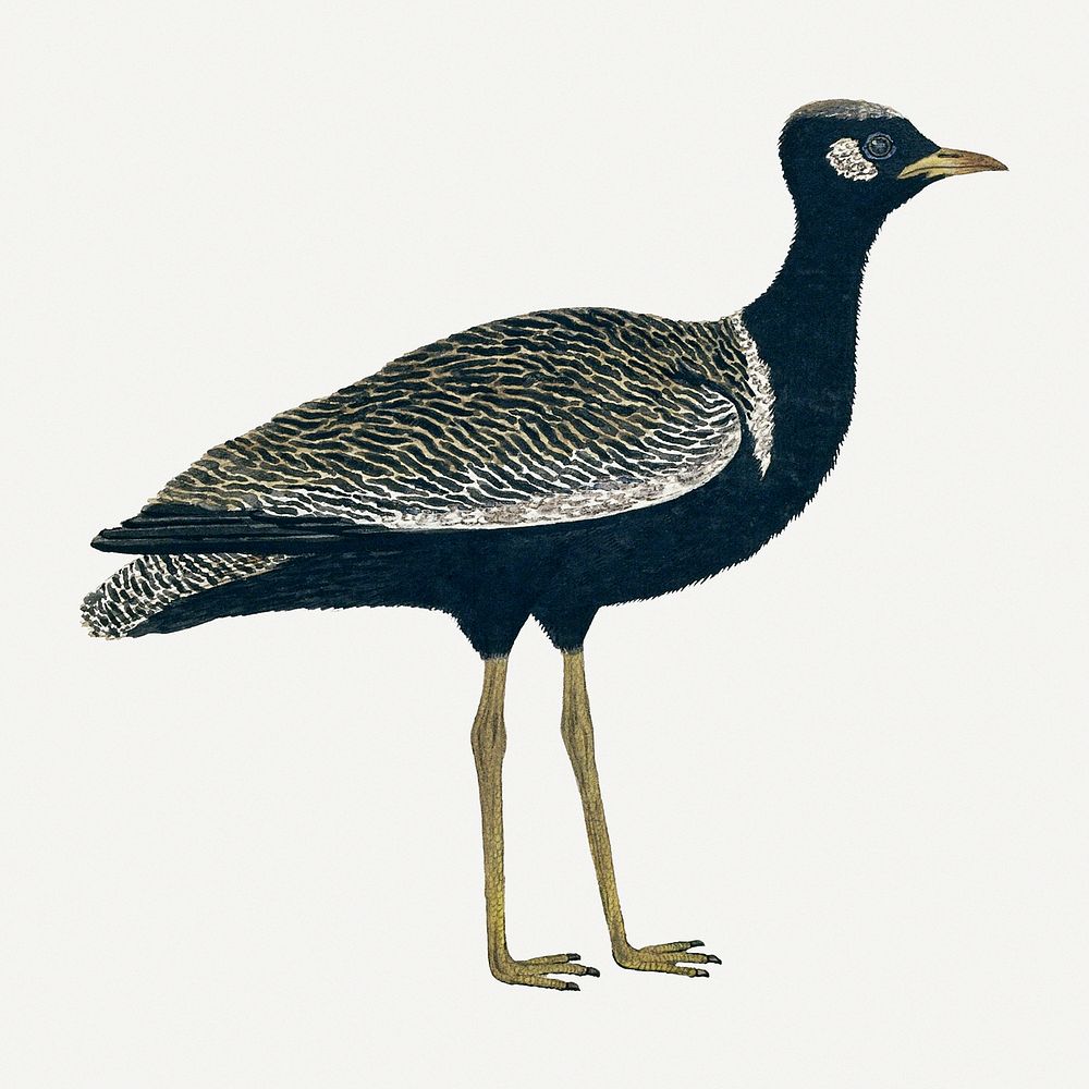 Southern black korhaan illustration classic watercolor drawing, remixed from the artworks from Robert Jacob Gordon
