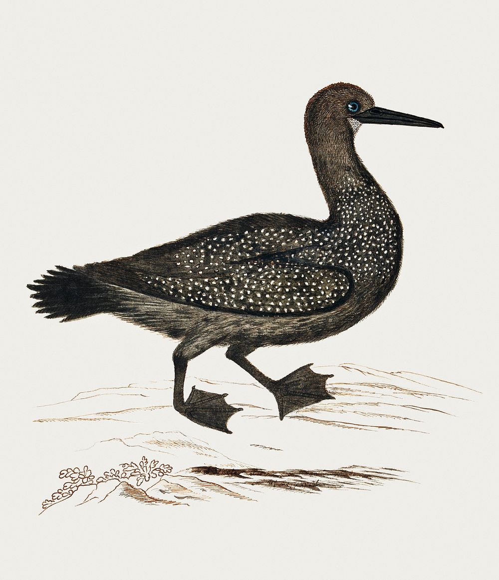Phalacrocorax capensis: cape cormorant (1777&ndash;1786) painting in high resolution by Robert Jacob Gordon. Original from…
