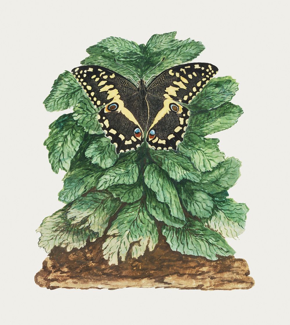 Papilio demodocus (Citrus or Christmas butterfly) on an unidentified plant (1777&ndash;1786) painting in high resolution by…