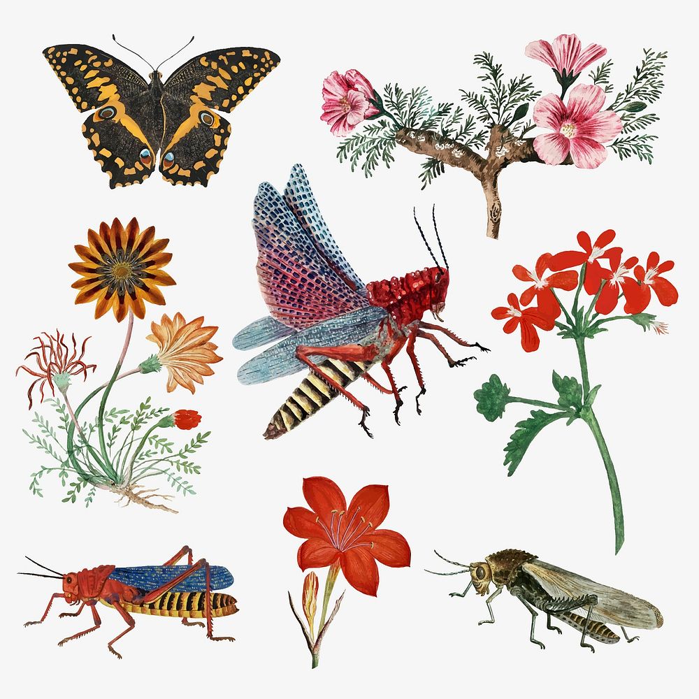 Insects and flowers vector vintage nature illustration, remixed from the artworks by Robert Jacob Gordon