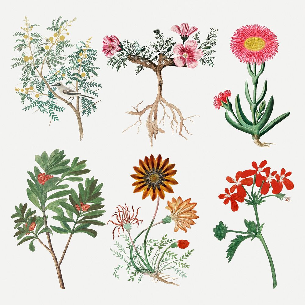 Flowers psd vintage nature illustration, remixed from the artworks by Robert Jacob Gordon