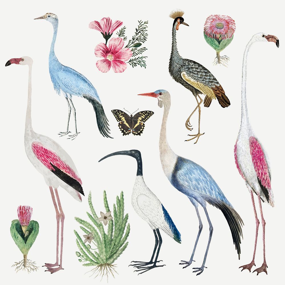 Bird vector collection antique watercolor animal illustration, remixed from the artworks by Robert Jacob Gordon
