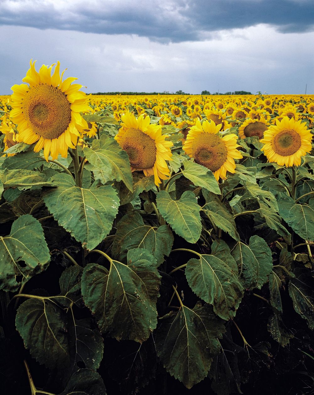 A Kansas sunflower field up close. Original image from Carol M. Highsmith&rsquo;s America, Library of Congress collection.…