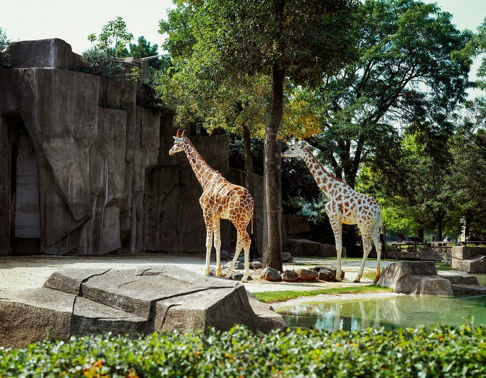Giraffes at a Zoo. Original image from Carol M. Highsmith&rsquo;s America, Library of Congress collection. Digitally…