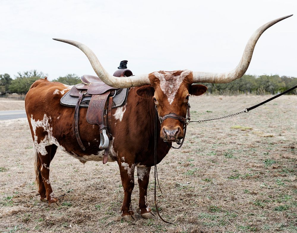 Longhorn steer with a western saddle. Original image from Carol M. Highsmith&rsquo;s America, Library of Congress…