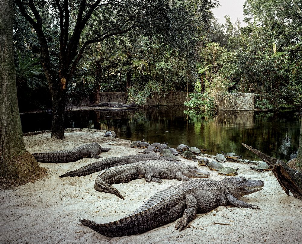 Alligators at a Zoo. Original image from Carol M. Highsmith&rsquo;s America, Library of Congress collection. Digitally…