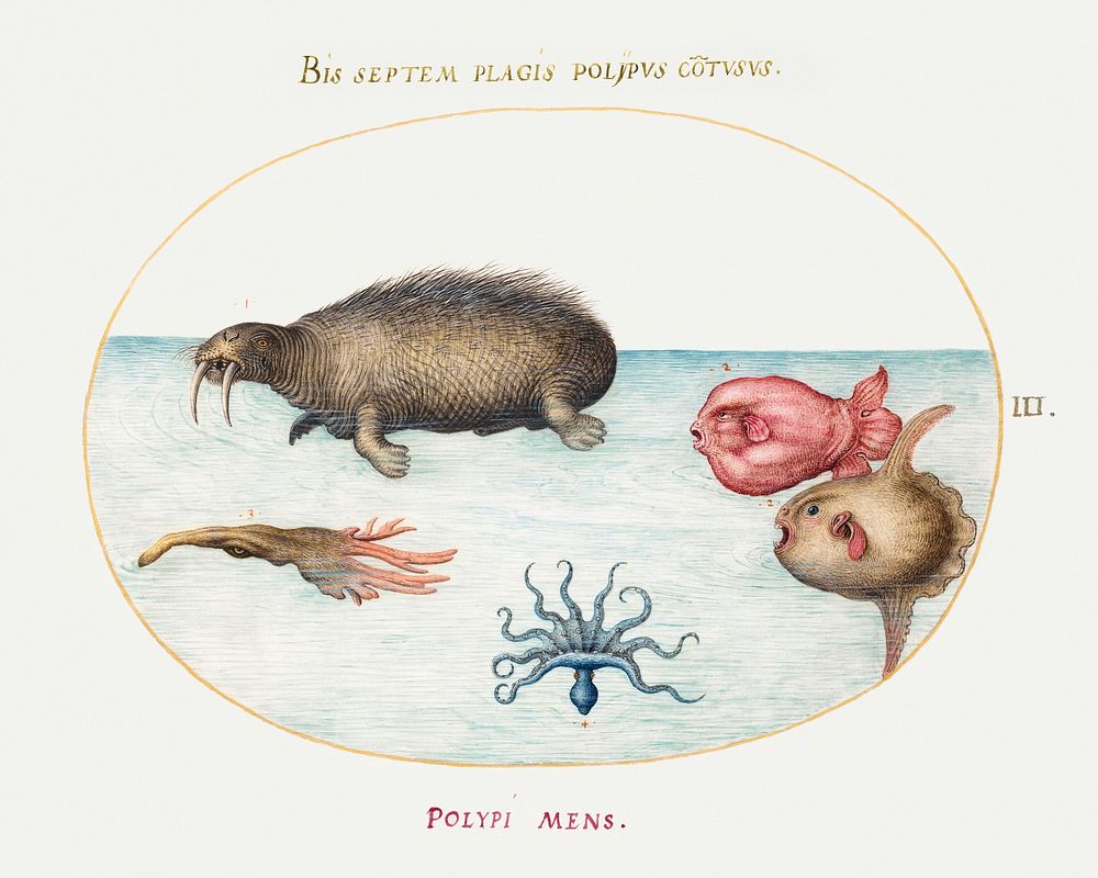 Walrus, Nine-legged Octopus, and Ocean Sunfish (1575&ndash;1580) painting in high resolution by Joris Hoefnagel. Original…