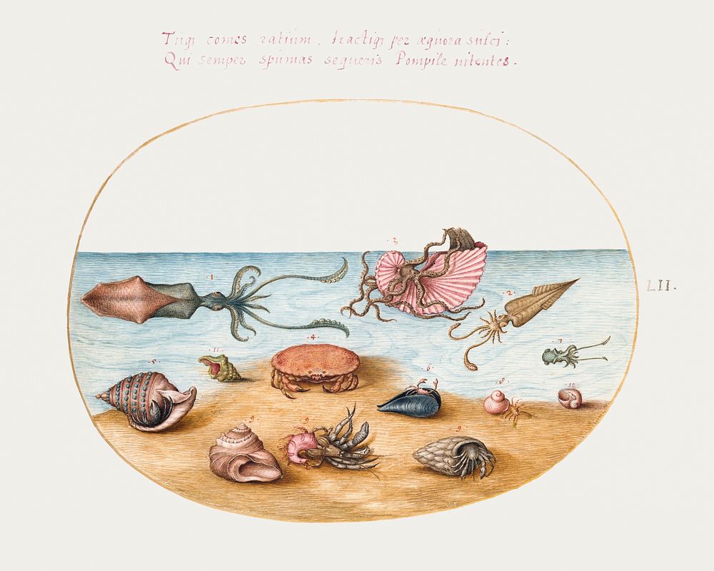 Argonaut, Squid, Hermit Crabs, Shells and Crab (1575&ndash;1580) painting in high resolution by Joris Hoefnagel. Original…
