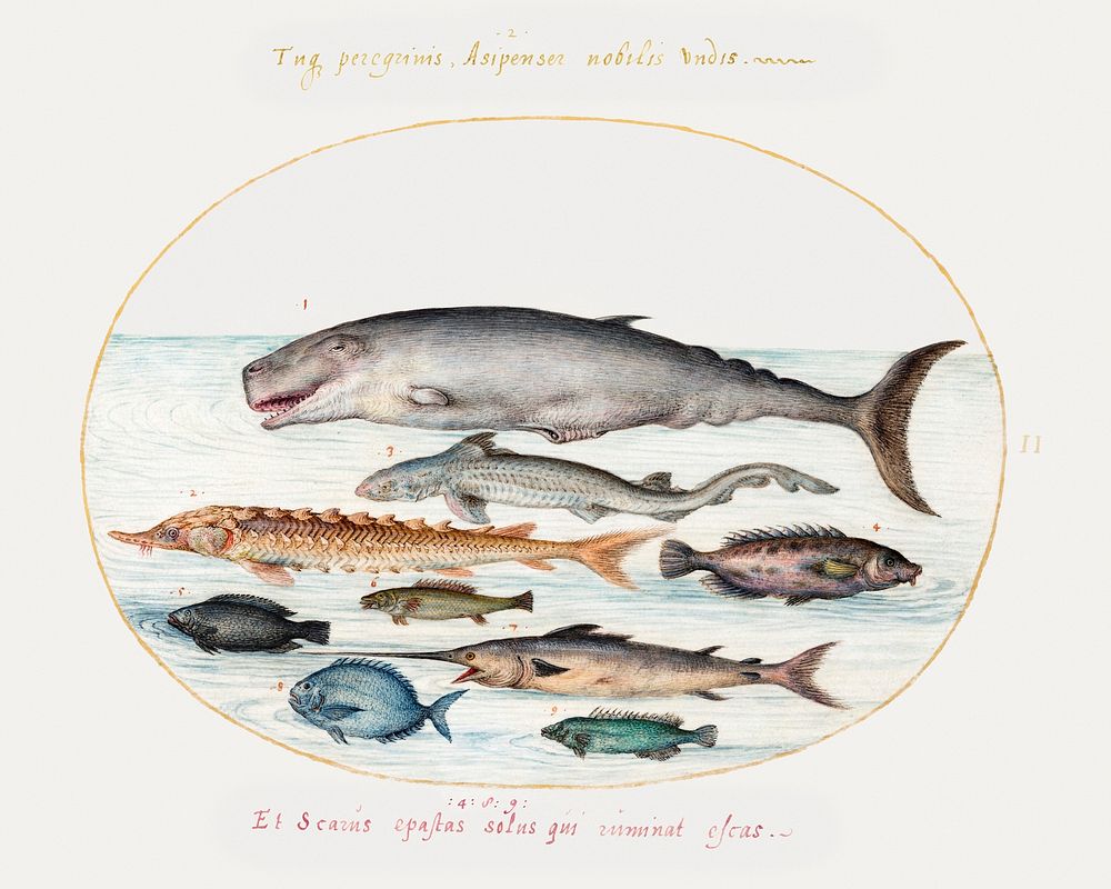 Sperm Whale, Sturgeon, Shark and Other Fish (1575&ndash;1580) painting in high resolution by Joris Hoefnagel. Original from…