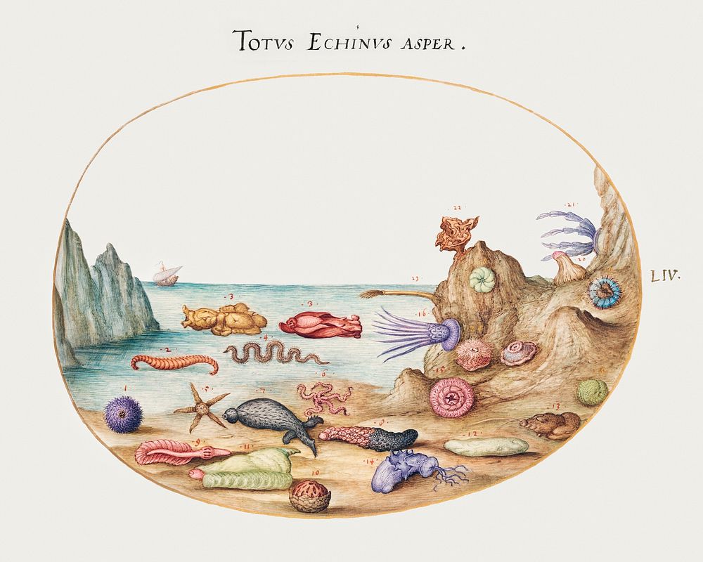 Sea Cucumbers, Sea Urchins, Starfish, Sea Nettle, Sea Hare and Other Marine Life (1575&ndash;1580) painting in high…