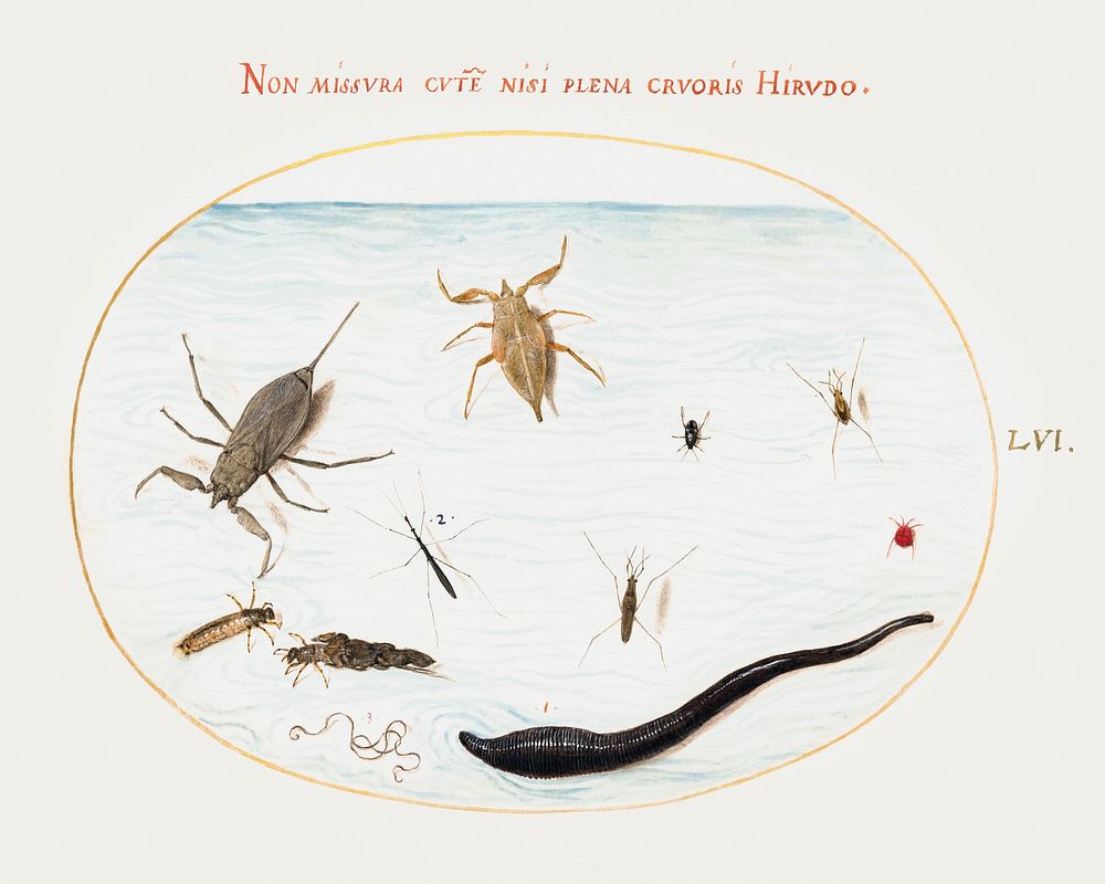 Water Scorpion, Water Measurer, Pond Skater, Red Water Mite, Leech and Other Water Insects (1575&ndash;1580) painting in…
