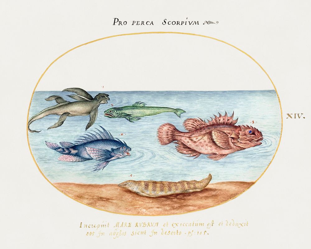 Sea Ape, Two Scorpion Fish and Two Other Fish (1575&ndash;1580) painting in high resolution by Joris Hoefnagel. Original…