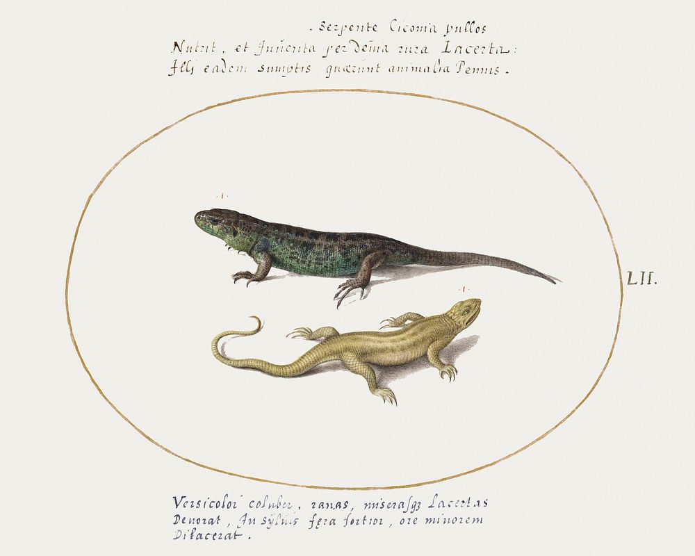 Two Lizards (1575&ndash;1580) painting in high resolution by Joris Hoefnagel. Original from The National Gallery of Art.…