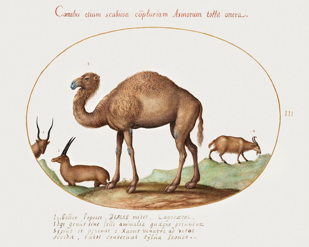 Camel, Ibex, and Goat (1575&ndash;1580) painting in high resolution by Joris Hoefnagel. Original from The National Gallery…