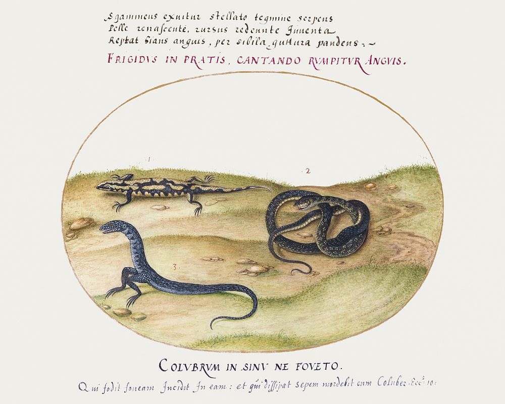 Snake, Salamander, and Snakelike Creature with Two Legs (1575&ndash;1580) painting in high resolution by Joris Hoefnagel.…