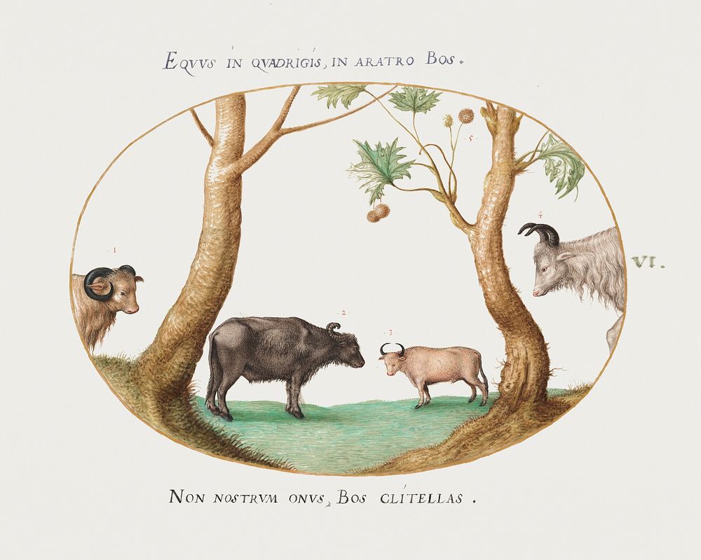 A Variety of Oxen with a Ram and a Water Buffalo by a Plane Tree (1575&ndash;1580) painting in high resolution by Joris…