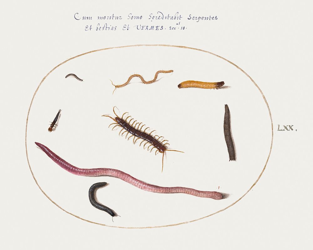 Worm, Centipede, Millipede, and Other Long Creatures (1575&ndash;1580) painting in high resolution by Joris Hoefnagel.…