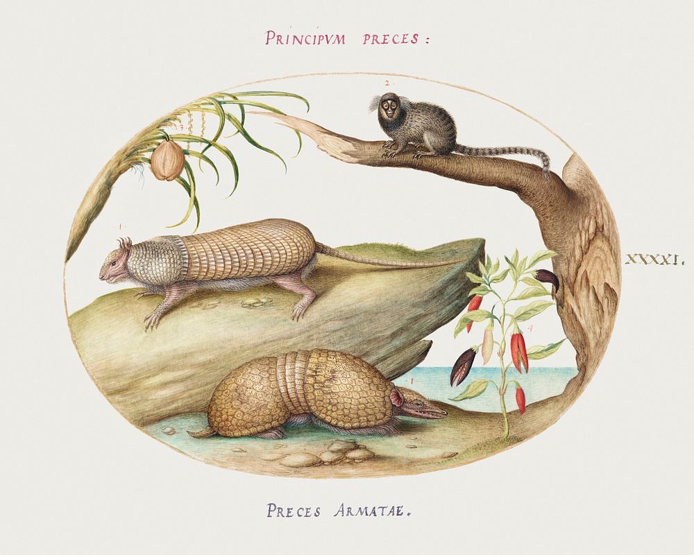 Two Types of Armadillos with a Marmoset, a Coconut Palm, and a Pepper Plant (1575–1580) painting in high resolution by Joris…