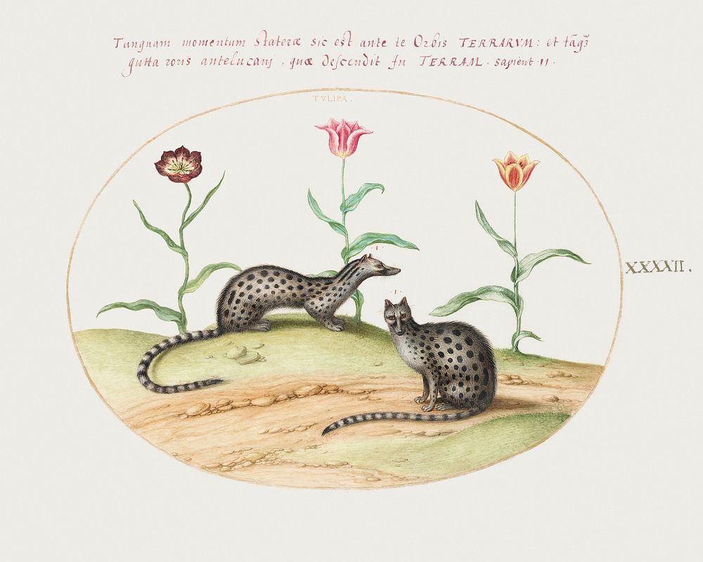 Two Genets with Tulips (1575&ndash;1580) painting in high resolution by Joris Hoefnagel. Original from The National Gallery…