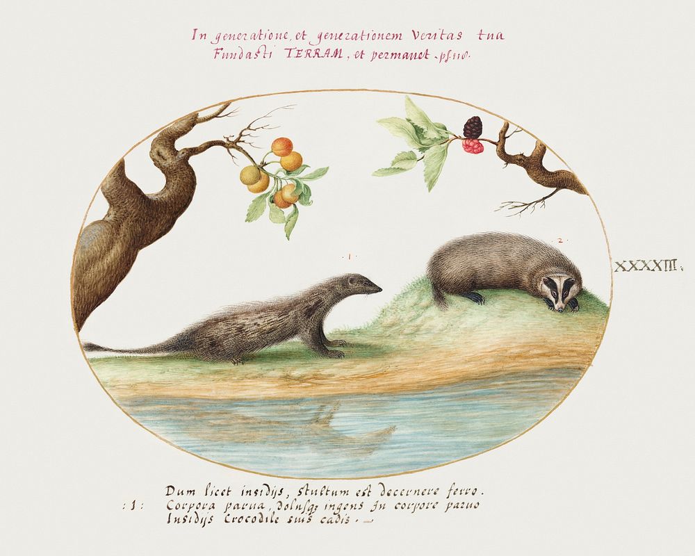 Mongoose and Badger with Fruit Trees (1575&ndash;1580) painting in high resolution by Joris Hoefnagel. Original from The…