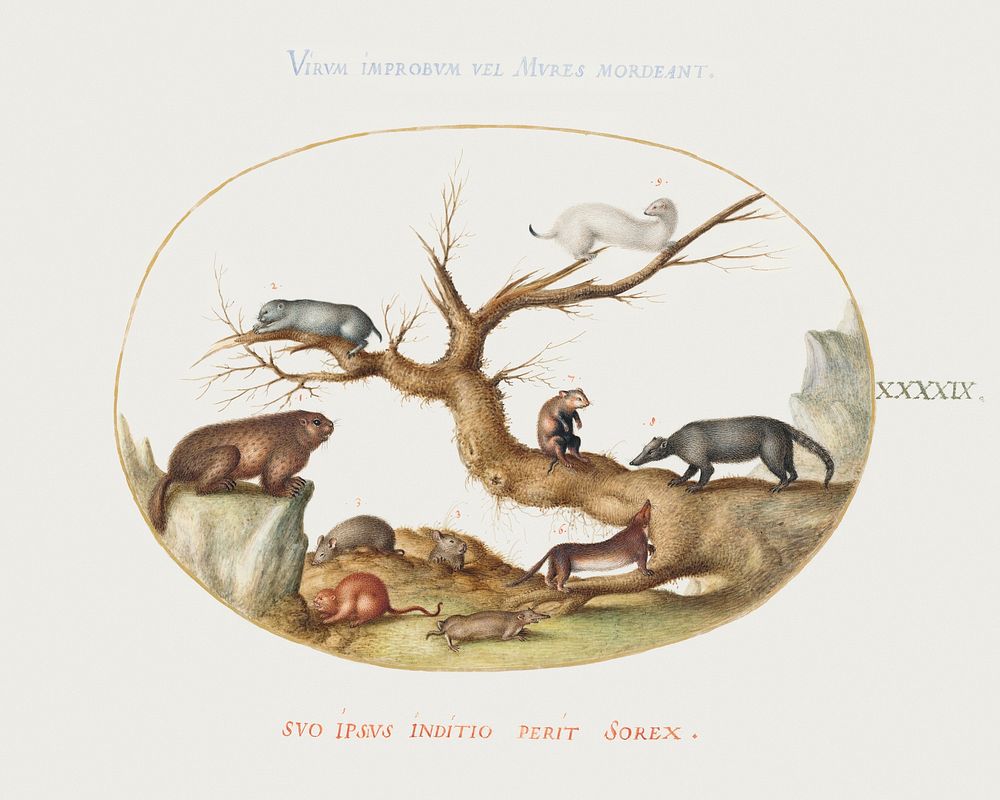Marmot, Hamsters, Rat, Field Mouse, Shrew, and a Coatimundi (1575&ndash;1580) painting in high resolution by Joris…
