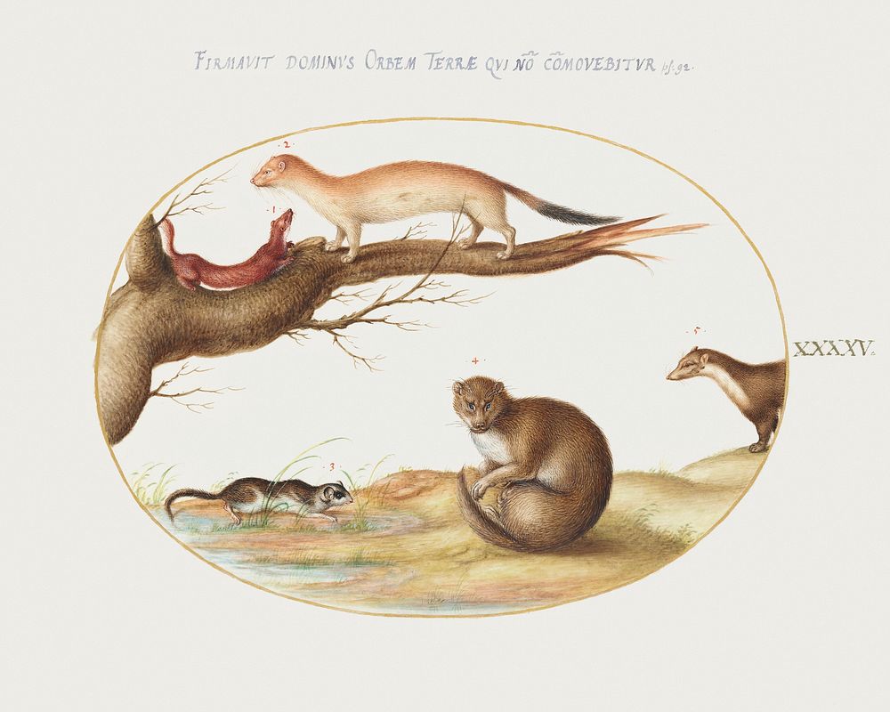 Weasels, a Ferret, and a "Nut Mouse" (1575&ndash;1580) painting in high resolution by Joris Hoefnagel. Original from The…